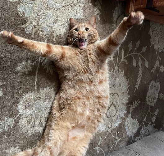 Angus_stretch